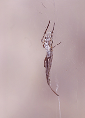 Uloborus walckenaerius