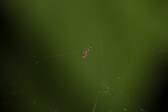 Uloborus walckenaerius