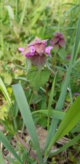 Lamium purpureum