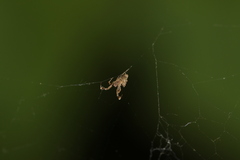 Uloborus walckenaerius