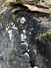 Kretzschmaria deusta