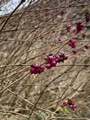 Symphoricarpos orbiculatus