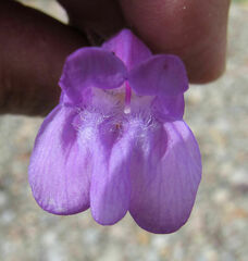 Penstemon montanus montanus