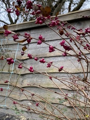 Symphoricarpos orbiculatus