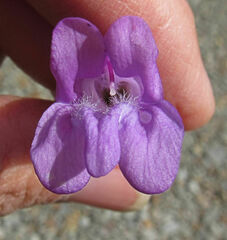 Penstemon montanus montanus