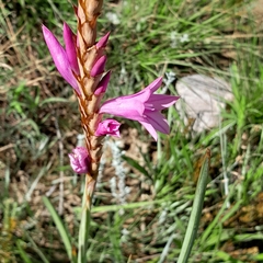 Watsonia densiflora