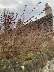 Symphoricarpos orbiculatus