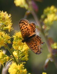Boloria chariclea