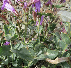 Penstemon montanus montanus