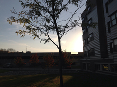 Robinia
