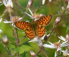 Boloria chariclea