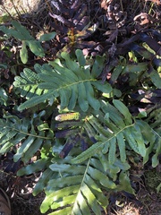 Polypodium scouleri
