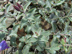 Penstemon montanus montanus