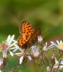 Boloria chariclea
