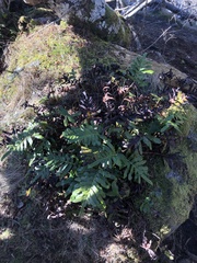 Polypodium scouleri