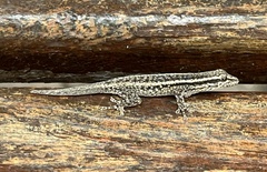 Lygodactylus capensis
