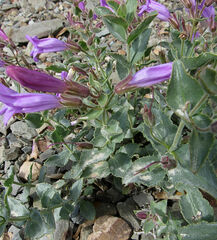 Penstemon montanus montanus