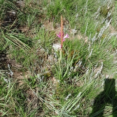 Watsonia densiflora