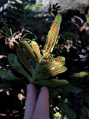 Polypodium scouleri