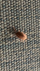 Holoverticata