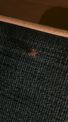Holoverticata