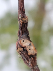 Euhexomyza schineri
