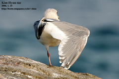 Larus schistisagus × glaucescens