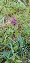 Lamium purpureum
