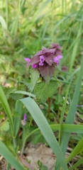 Lamium purpureum