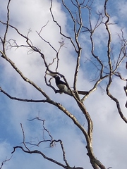 Anthracoceros coronatus