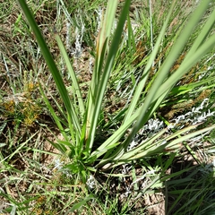 Watsonia densiflora