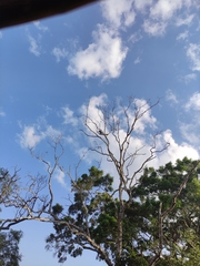 Anthracoceros coronatus