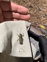 Booneacris glacialis