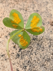 Puccinia oxalidis