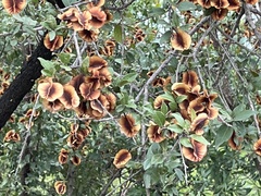 Combretum hereroense