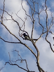 Anthracoceros coronatus