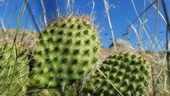 Opuntia polyacantha polyacantha
