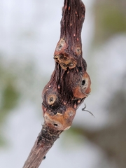 Euhexomyza schineri