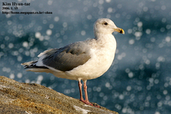 Larus schistisagus × glaucescens
