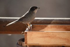 Curruca melanocephala