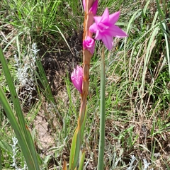 Watsonia densiflora