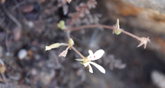 Pelargonium pinnatum