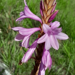 Watsonia densiflora