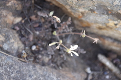 Pelargonium pinnatum