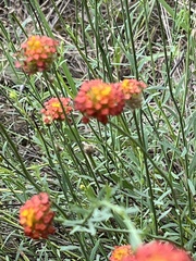 Lasiosiphon rubescens