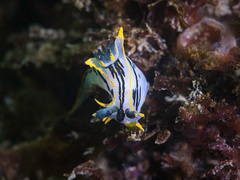 Polycera capensis