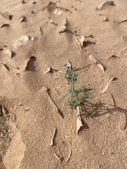 Cakile maritima