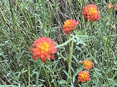 Lasiosiphon rubescens