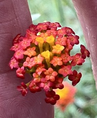 Lasiosiphon rubescens