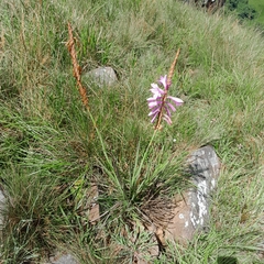 Watsonia densiflora